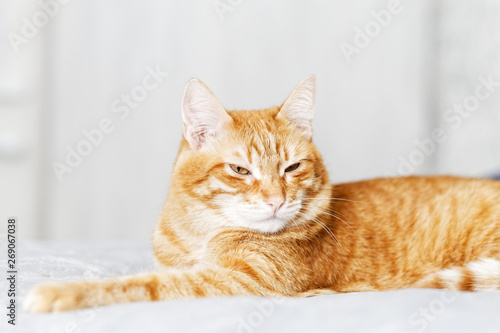 Closeup portrait of red cat lying on a bed and looking away with a frown against grey background. Shallow focus. © mark_ka