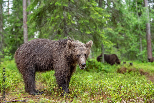 Brown bear in the summer forest. Green forest natural background. Scientific name: Ursus arctos. Natural habitat. Summer season.