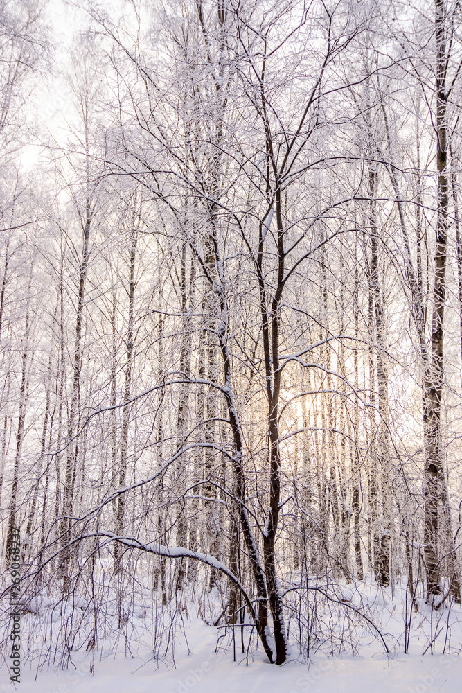 Birch grove in the winter in the snow. White trees. Trees in the snow. Snow picture. Winter landscape grove of white trees and snow. Birch grove in the winter in the snow. White trees. Trees in the snow. Snow picture. Winter landscape grove of white trees and snow.