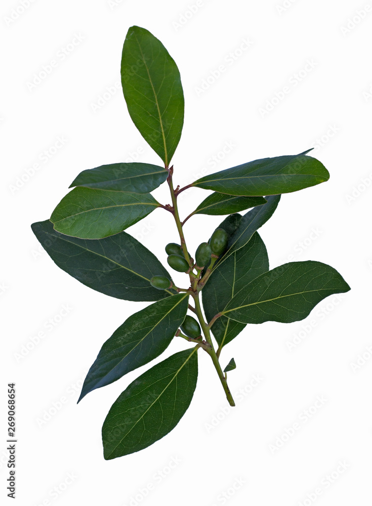 Green laurel branch with seeds isolated on the white background, decorative element, symbol of glory, prize for winner. Eucalyptus leaves, greenery branches, garland, elegant decoration in antiquity Green laurel branch with seeds isolated on the white background, decorative element, symbol of glory, prize for winner. Eucalyptus leaves, greenery branches, garland, elegant decoration in antiquity
