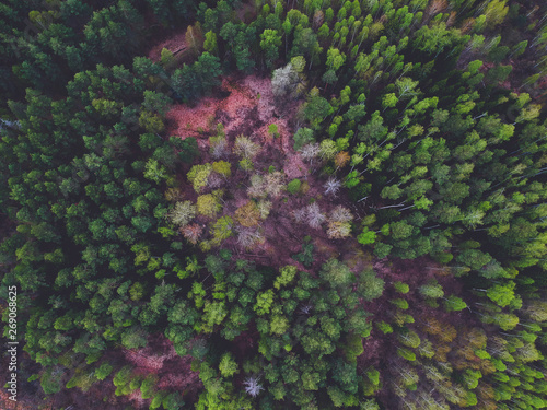 Coniferous forest from the height of the quadrocopter