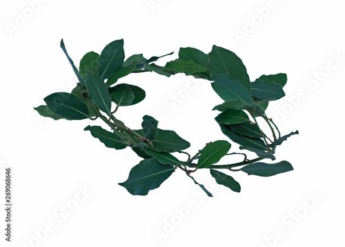 A green laurel wreath isolated on the white background
