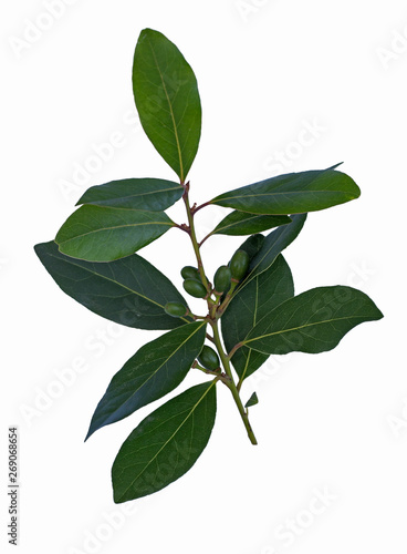 Green laurel branch with seeds isolated on the white background, decorative element, symbol of glory, prize for winner. Eucalyptus leaves, greenery branches, garland, elegant decoration in antiquity