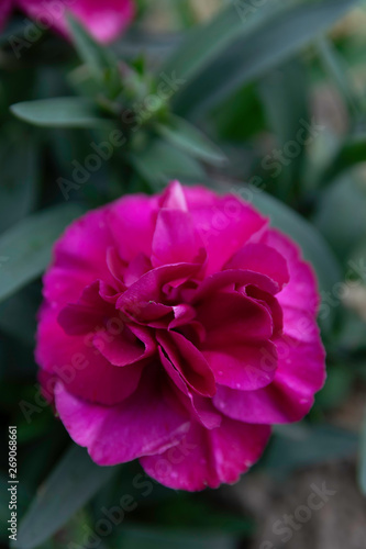 Fleur