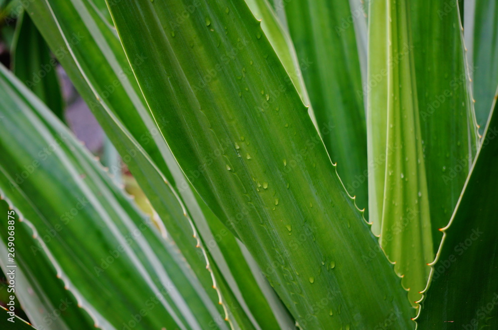 green leaf with water drops green leaf with water drops