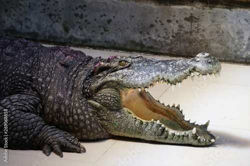 Crocodile with mouth open