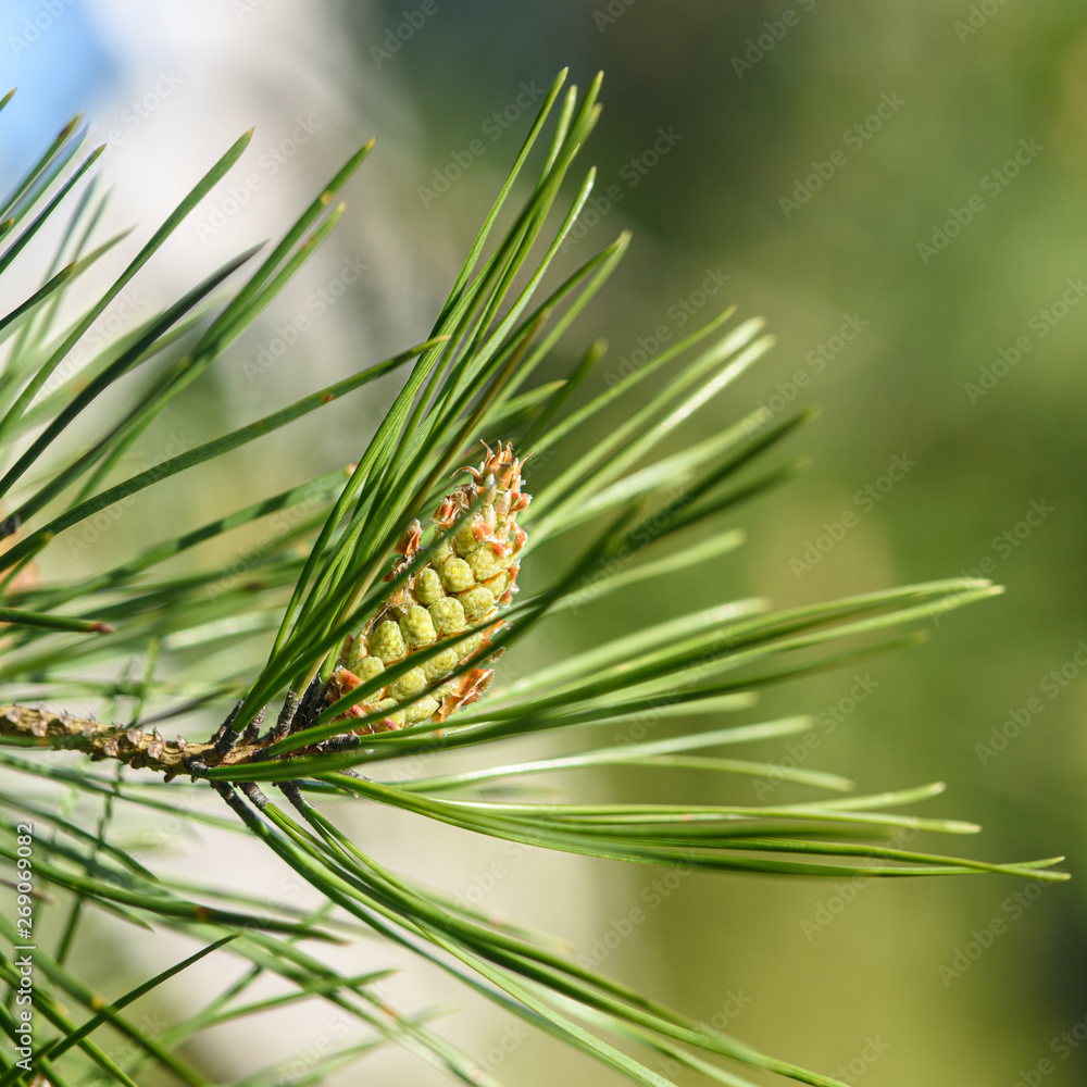 young pine cone on a branch close-up young pine cone on a branch close-up