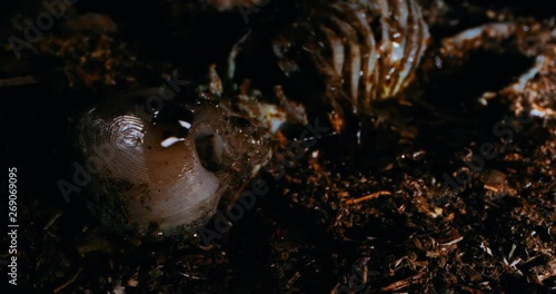 Panoramic View of a Skeleton. Wide Angle Macro 4K. 3D printed diorama