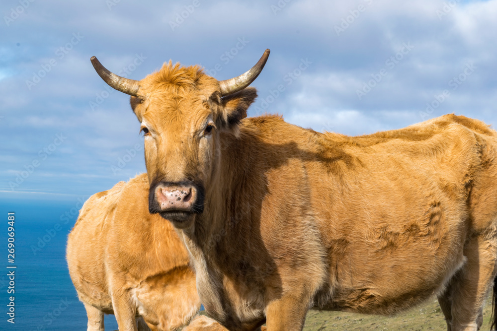 vacas rubia gallega con nubes grises de fondo vacas rubia gallega con nubes grises de fondo