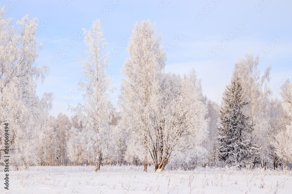 Birch grove in the winter in the snow. White trees. Trees in the snow. Snow picture. Winter landscape grove of white trees and snow. Birch grove in the winter in the snow. White trees. Trees in the snow. Snow picture. Winter landscape grove of white trees and snow.