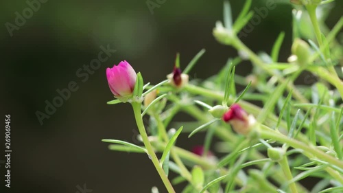 Common Purslane, Portulaca oleracea bloom side view, time lapse.