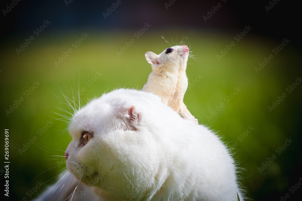 Obraz premium White Scottish Fold cat with white sugar glider on grass