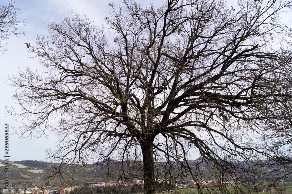 Tree foliage without leaves