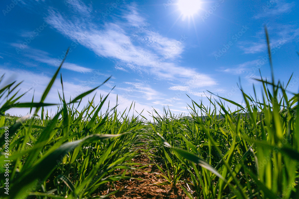 Fototapeta premium newborn barley field seen from below with the sun in front and the blue sky