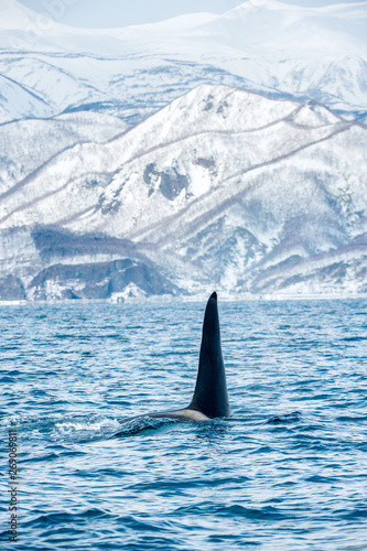 Orca or killer whale, Orcinus Orca, travelling in Sea of Okhotsk. Snow-covered mountains on the background.  Natural habitat.