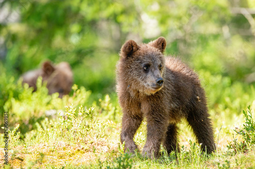 Cub of Brown Bear in the summer forest. Natural habitat. Scientific name: Ursus arctos.