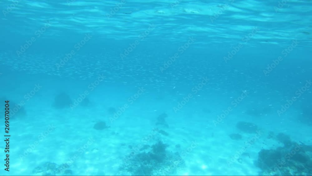 A large school of fish swim through the frame in shallow waters. A large school of fish swim through the frame in shallow waters.