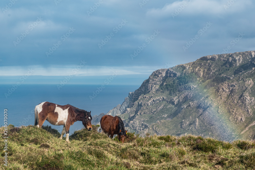 dos caballos en el borde de un acantilado comiendo con un arcoiris al fondo, acantilados y nubes grises dos caballos en el borde de un acantilado comiendo con un arcoiris al fondo, acantilados y nubes grises