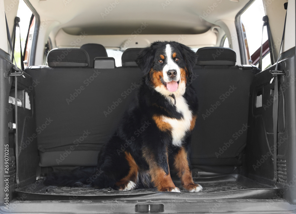 Ταπετσαρία Bernese mountain dog in car trunk, space for text