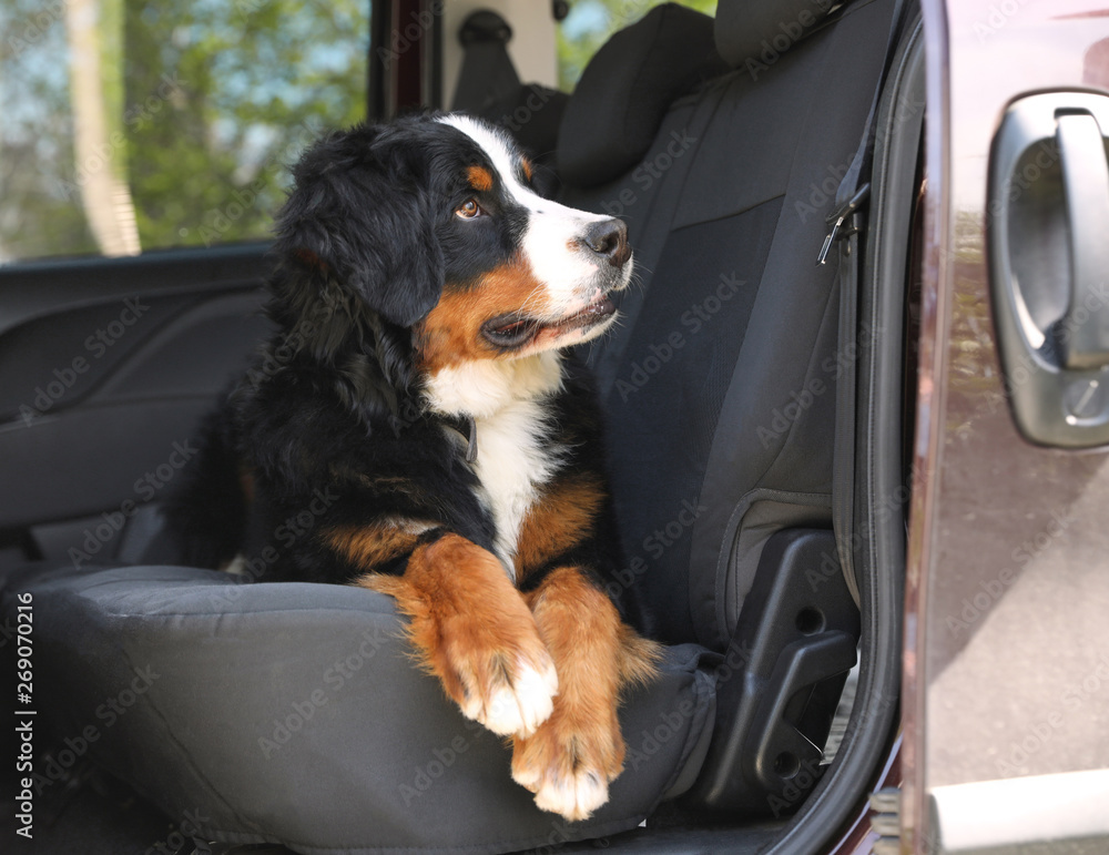 Bernese mountain dog in backseat of car