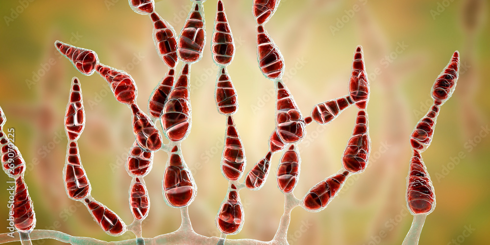 Mold Alternaria alternata, allergic fungus, 3D illustration. Alternaria ...