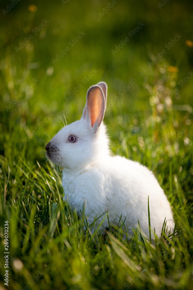 Funny white rabbit sitting on green grass Funny white rabbit sitting on green grass