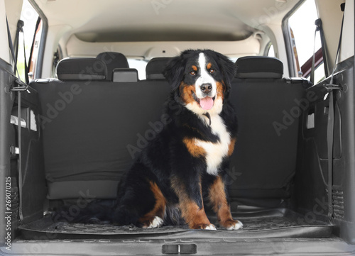 Εκτύπωση καμβά Bernese mountain dog in car trunk, space for text