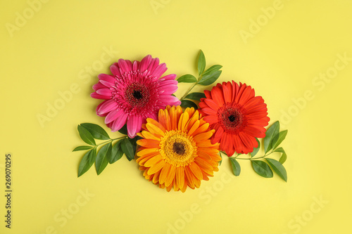 Flat lay composition with beautiful bright gerbera flowers on color background