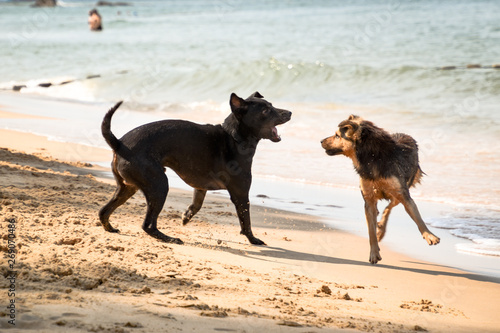 two fluffy dogs fighting at the beach