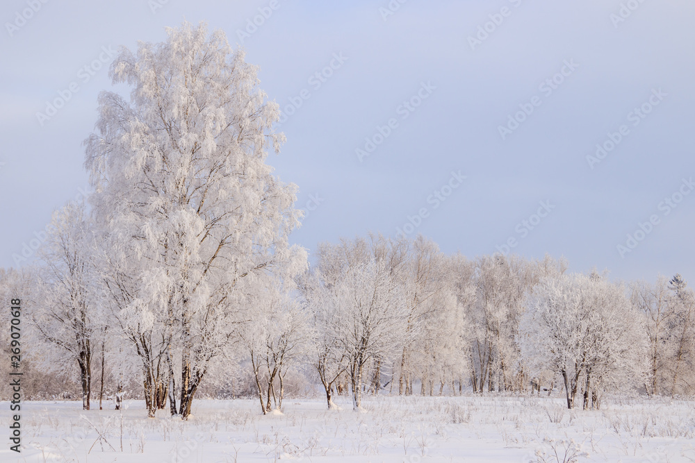 Birch grove in the winter in the snow. White trees. Trees in the snow. Snow picture. Winter landscape grove of white trees and snow. Birch grove in the winter in the snow. White trees. Trees in the snow. Snow picture. Winter landscape grove of white trees and snow.