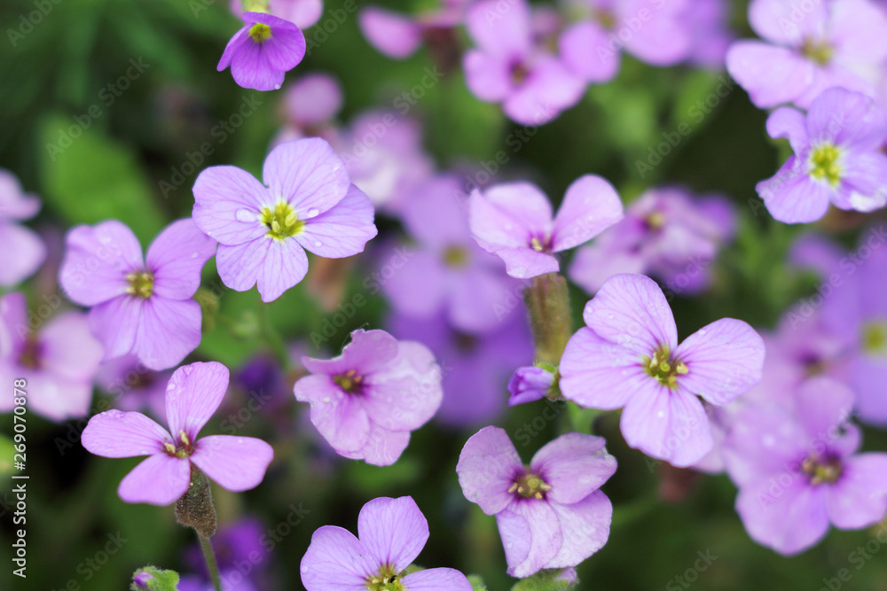 purple flowers after the rain top view. blooming meadow in spring purple flowers after the rain top view. blooming meadow in spring