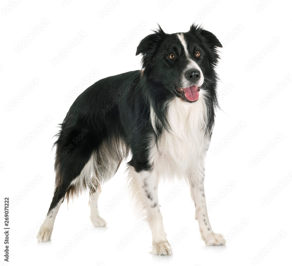  adult border collie