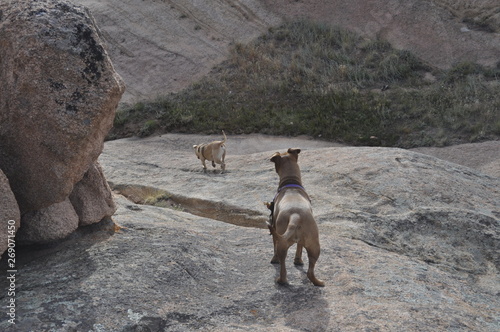 dogs on rock