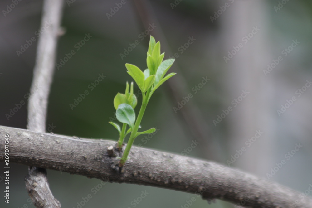 Budding Green Leaves in Spring, New Season is Coming, A Growing Season, A new Circle will Begin
