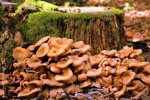 the tree mushrooms