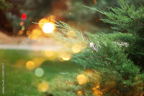 green Christmas tree branch in golden highlights and bokeh