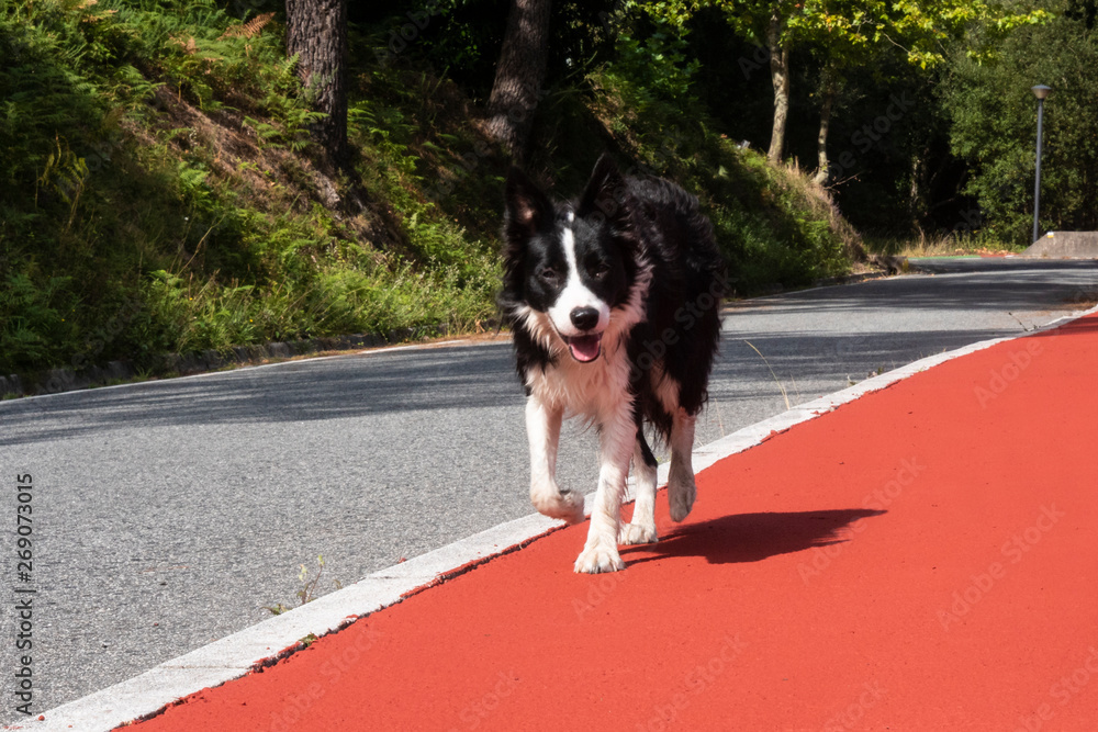 perro border collie en acera roja al lado de la carretera andando
