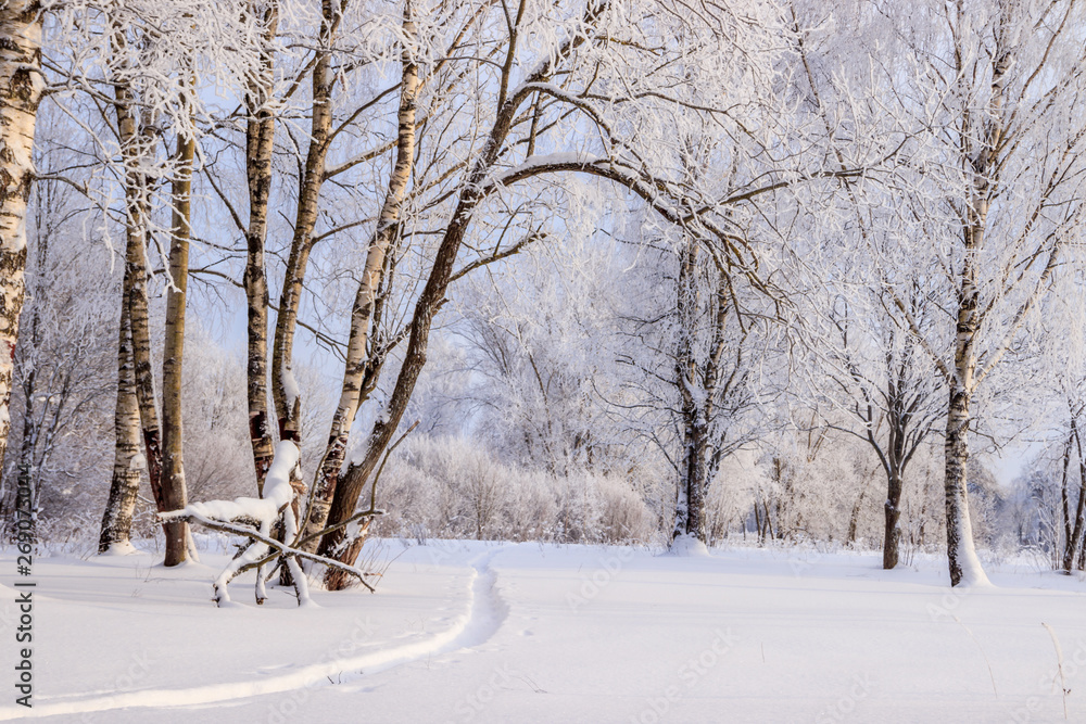 Birch grove in the winter in the snow. White trees. Trees in the snow. Snow picture. Winter landscape grove of white trees and snow. Birch grove in the winter in the snow. White trees. Trees in the snow. Snow picture. Winter landscape grove of white trees and snow.