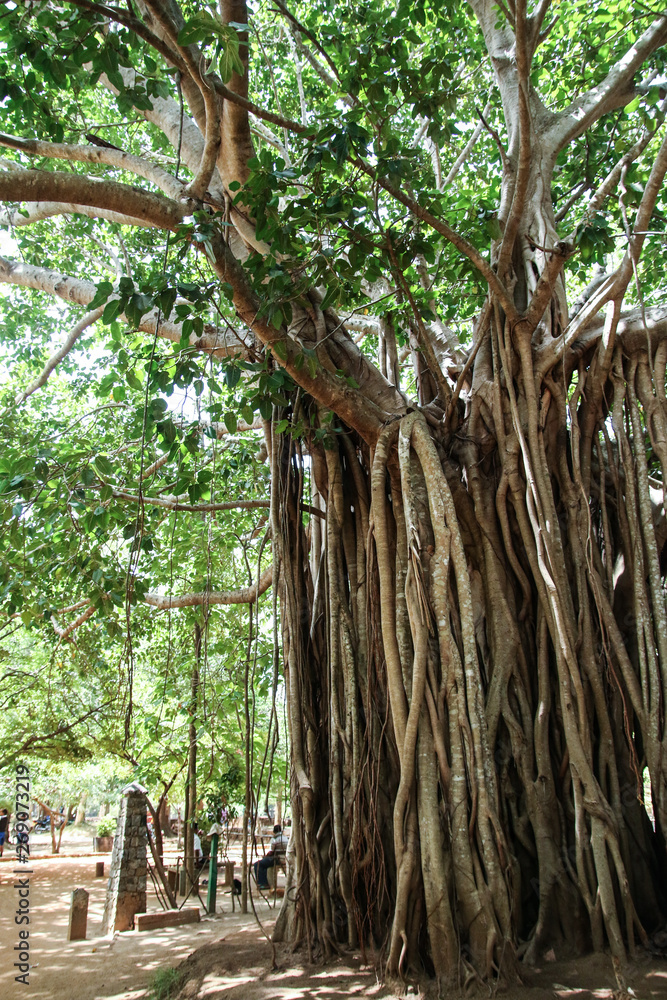 Obraz premium Giant old tree in Sri Lanka