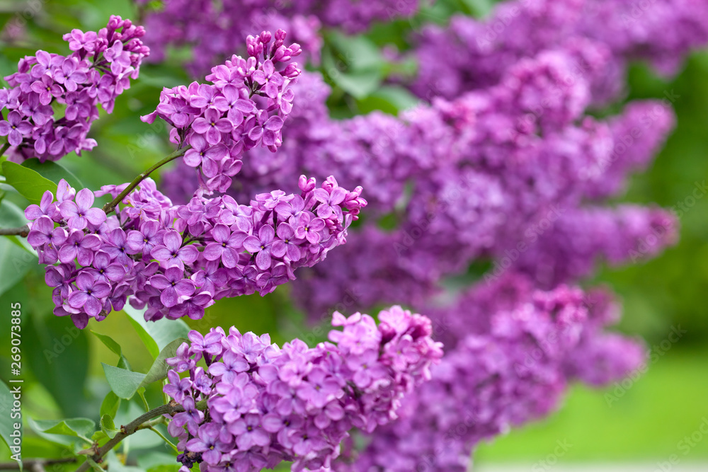 Branches of lilac tree in the garden. Daylight, blurred green and purple background