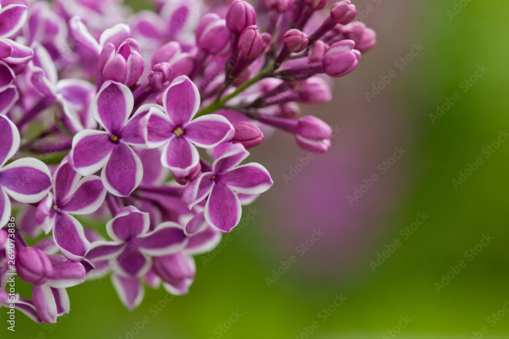 Lilac branch on bright green blurred background. Space for your text Lilac branch on bright green blurred background. Space for your text