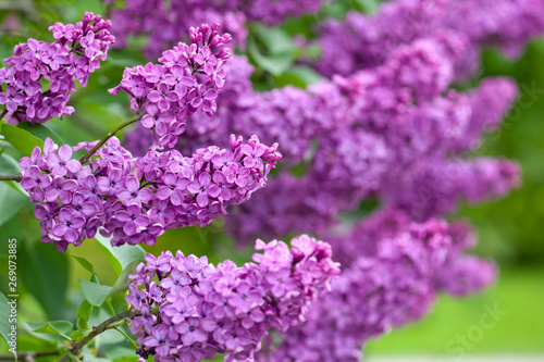 Branches of lilac tree in the garden. Daylight, blurred green and purple background