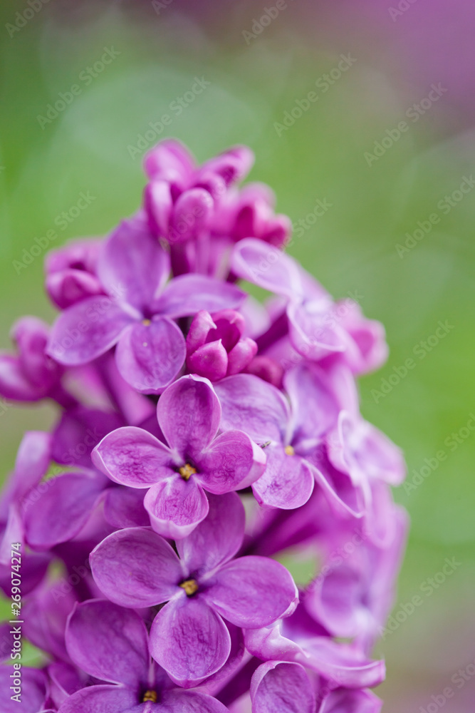 Obraz premium Closeup vertical image of purple lilac branch isolated on blurred light green background. Beautiful bokeh, tender colors, daylight