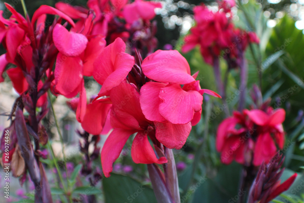 red flower in the garden red flower in the garden