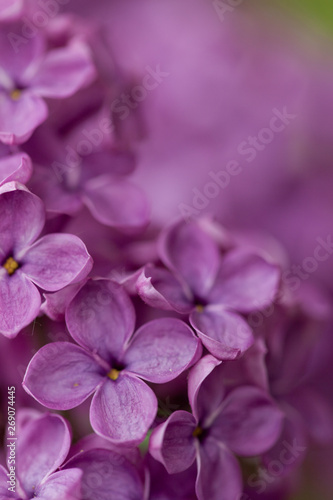 Beautiful closeup image of purple lilac branch. Blurred background is perfect for your text