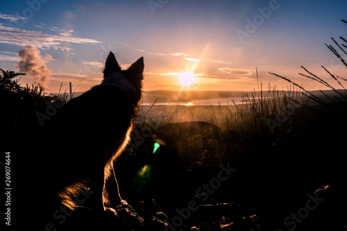 silueta perro border collie en camino observando puesta de sol con humo de central termica de fondo