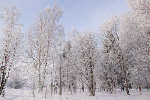 Birch grove in the winter in the snow. White trees. Trees in the snow. Snow picture. Winter landscape grove of white trees and snow.