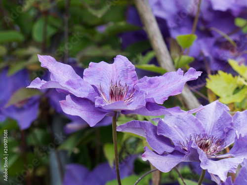 (Clematis jackmanii) Fleur de clématite de ton bleu-violacé grimpantes sur palissade photo