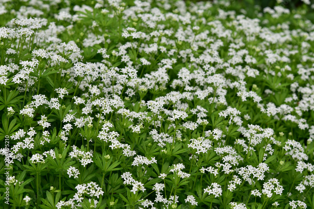 Waldmeister blühend– Blütenteppich (galium odoratum) Waldmeister blühend– Blütenteppich (galium odoratum)