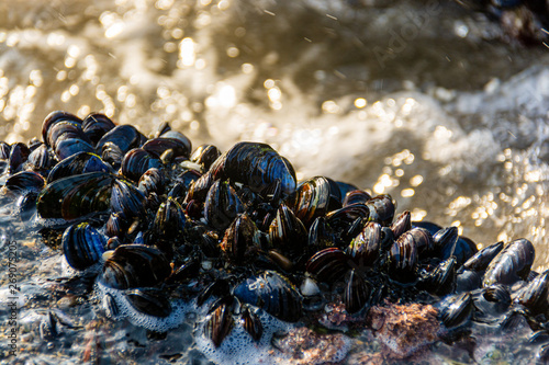 Blue mussels
